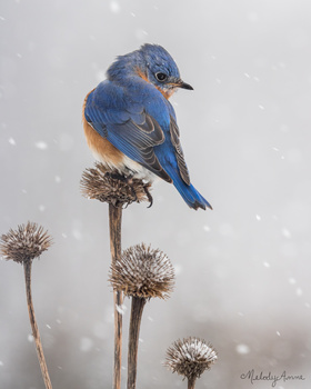 Eastern Bluebird perched on frost-covered seedpod stems in falling snow.