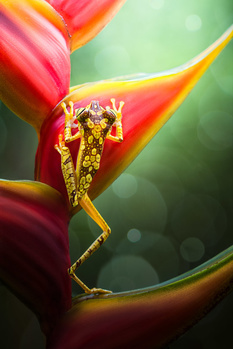 Grasshopper perched on red and yellow flower petals with green bokeh background.