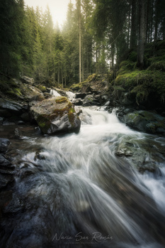 Flowing mountain stream with moss-covered rocks surrounded by tall conifer forest and diffused sunlight.
