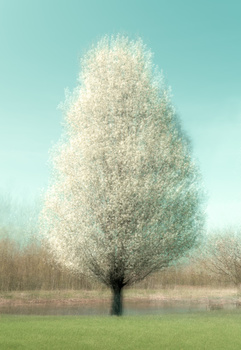 Solitary tree with bright white blossoms against turquoise sky and bare winter landscape.