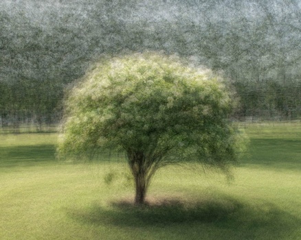 Solitary tree with full, rounded canopy standing in open grassy field under overcast sky.