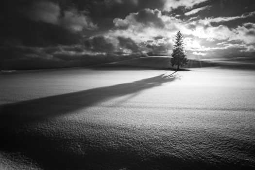 Solitary evergreen tree casting a long shadow across snow-covered landscape under dramatic clouded sky.