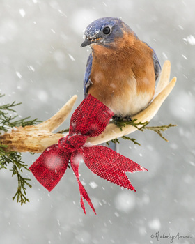 Eastern Bluebird perched on a snowy branch with a red ribbon bow, falling snow in background.