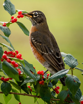 Brown hummingbird with rufous underparts perched on a branch of red berries against a soft green background.