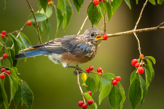 Blue-winged bird perched on branch with red berries and green foliage.