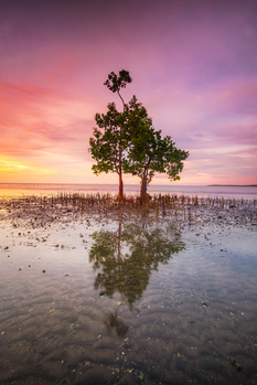 Solitary tree reflecting in still water at sunset with purple and orange sky.