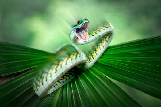 Green pit viper with mouth wide open, coiled on palm fronds against blurred green background.