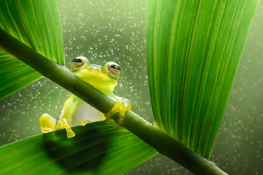 Two yellow tree frogs perched on a green stem with water droplets and blurred foliage background.
