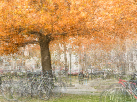 Bicycles parked beneath an autumn tree with golden foliage, layered with a translucent cityscape overlay.