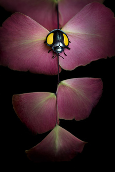 Yellow and black ladybug on a pink flower petal against a dark background.