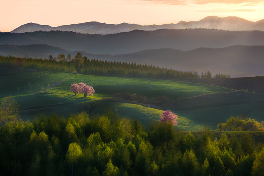 Rolling green hillside with flowering trees and distant mountains in atmospheric haze.