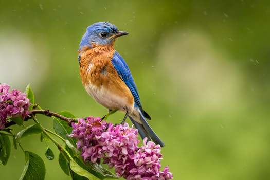 Eastern bluebird perched on pink lilac branch against blurred green background.