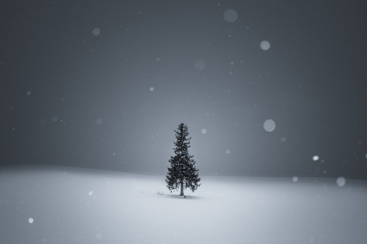 Solitary evergreen tree standing in snow with falling snow and bokeh lights in gray sky.