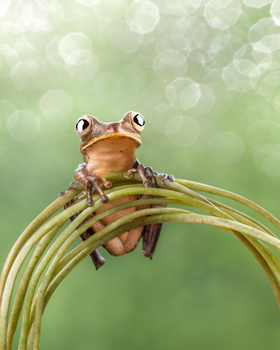 Brown tree frog perched on a coiled green plant stem with blurred green background.