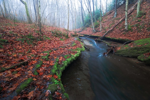 Forest stream flowing through woodland carpeted in reddish-brown fallen leaves, with moss-covered banks and bare trees in misty background.