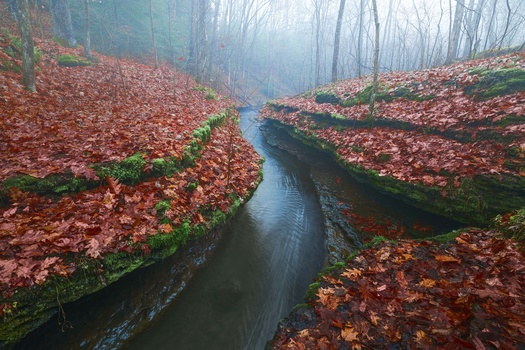 A narrow stream winds through a misty forest floor carpeted with reddish-brown fallen leaves.