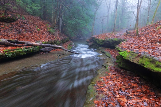 Forest stream flowing through autumn woodland with fallen leaves and moss-covered logs.