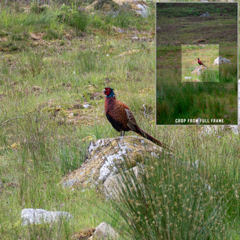Pheasant perched on a lichen-covered rock in sparse grassland habitat.