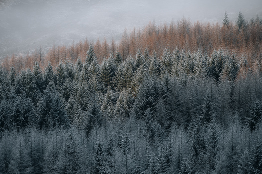 Snow-covered coniferous forest with layered misty mountains in the background.
