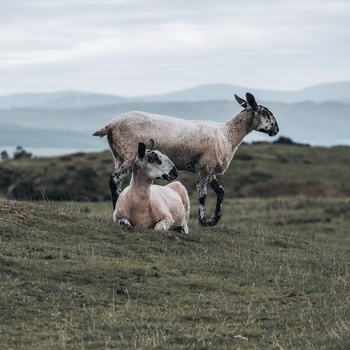 A goat standing on hind legs beside another goat in an open pasture with mountains visible in the distance.