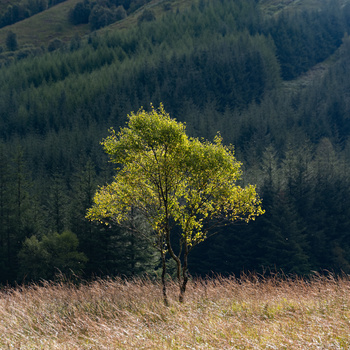 Solitary tree with bright yellow-green foliage stands in a sparse field against forested hillside.