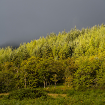 Dense coniferous forest hillside with golden-green canopy under dark storm clouds.