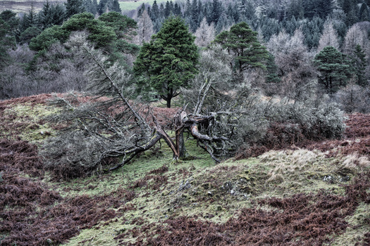 Gnarled, windswept tree standing alone on a hillside dotted with brown heather and evergreen conifers.