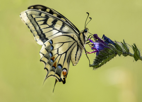 Old World swallowtail butterfly perched on purple flower against soft green background.