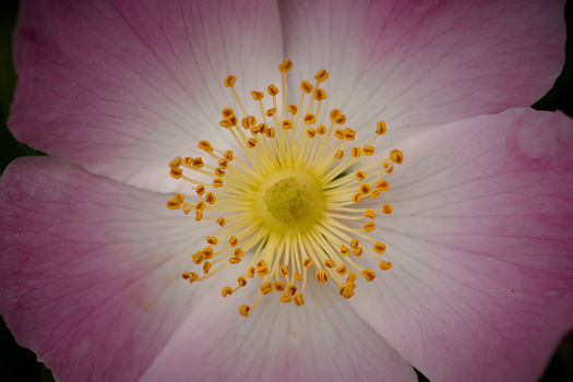 Close-up of a pink flower with a yellow center surrounded by golden stamens.