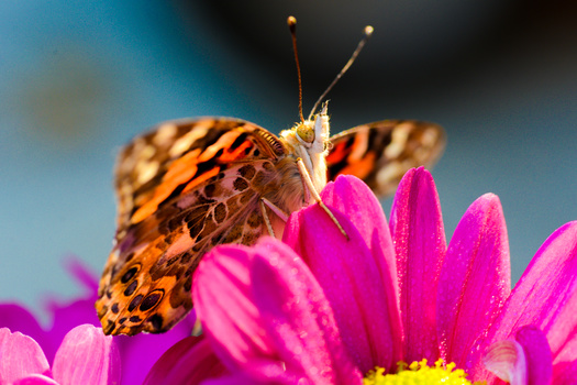 Painted lady butterfly perched on a bright magenta flower with yellow center against a soft blue sky.