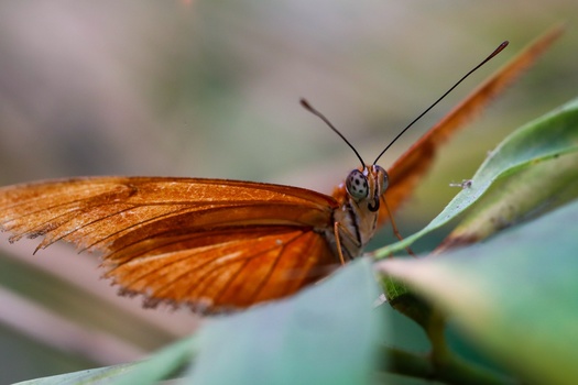 Reddish-brown butterfly perched on green plant stems with antennae extended.