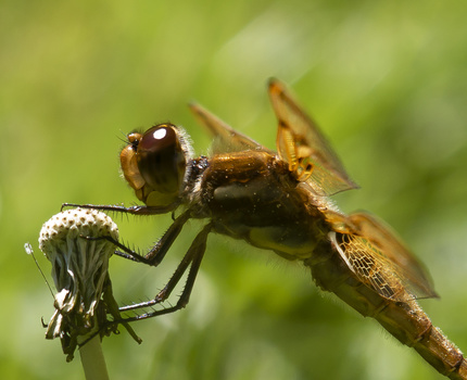 Brown robber fly perched on a white flower bud against a soft green blurred background.