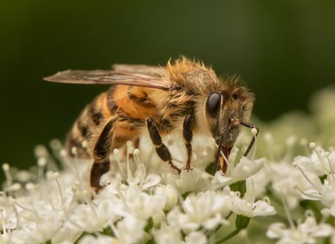 Honey bee collecting pollen on white clustered flowers against a blurred green background.