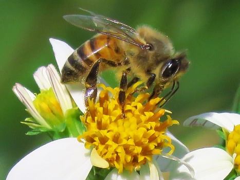 Honey bee collecting pollen from a white flower with yellow center.