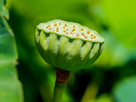 Green poppy seed pod with distinctive ridged texture and yellow stamens visible on top surface.