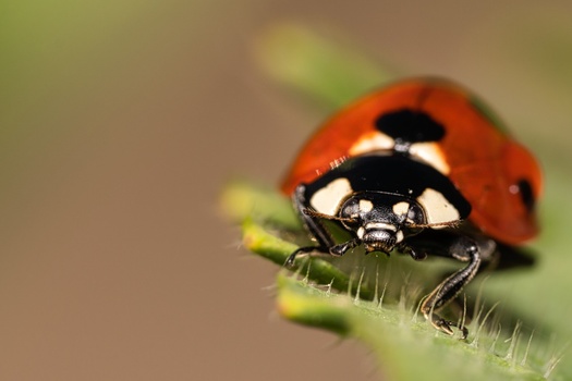 Red ladybug with black spots perched on a hairy green stem in sharp focus.
