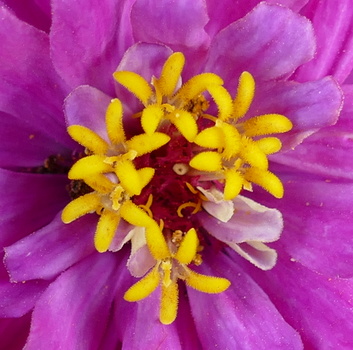 Close-up of magenta zinnia flower with bright yellow stamens and dark red center.