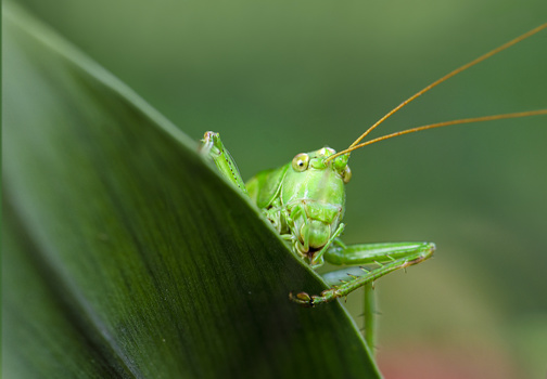 Green katydid perched on a leaf with long antennae extended upward.