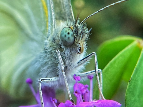 Close-up of a butterfly's head and front legs on purple flower petals, showing compound eye and antennae.