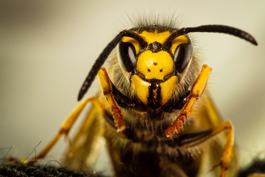 Close-up front view of a yellow and black wasp or hornet with detailed facial features and compound eyes.