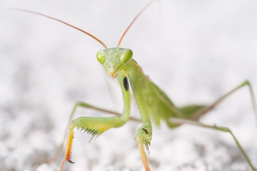 Green praying mantis on white surface with long antennae extended upward.