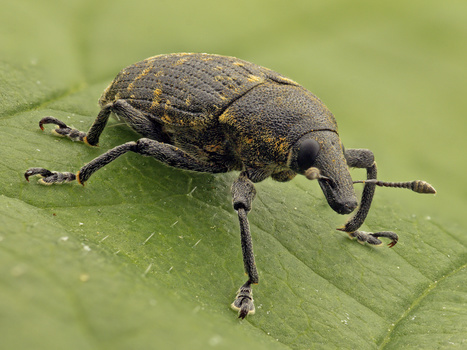 Weevil with long snout and textured gray-brown exoskeleton on a green leaf surface.