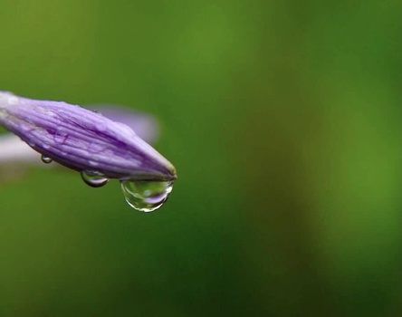 Purple flower bud with water droplets hanging from its tip against a blurred green background.