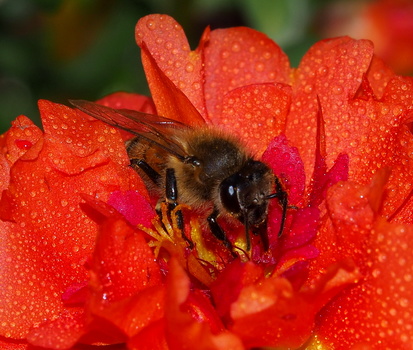 Honey bee collecting pollen on bright red flower petals covered in water droplets.