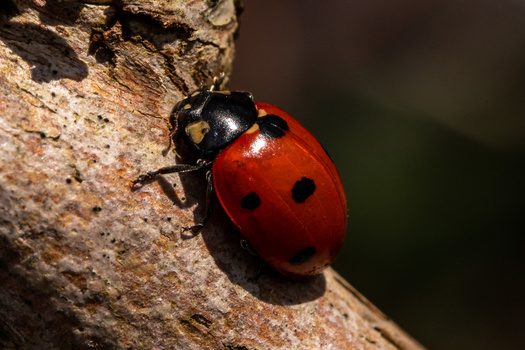 Red ladybug with black spots climbing on textured brown bark in natural daylight.