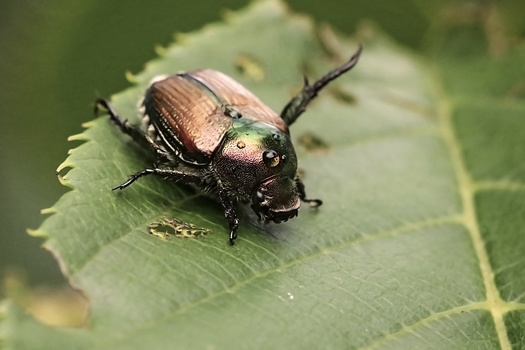 Brown and black beetle with prominent mandibles perched on a green leaf.