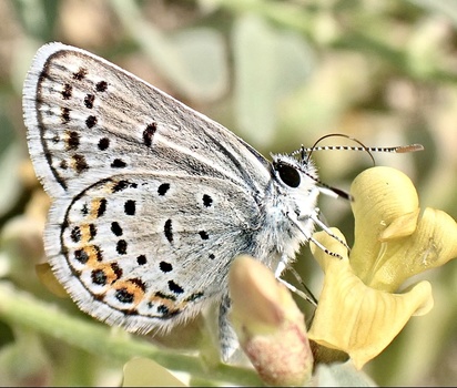 Marbled white butterfly with black spots and orange markings resting on a pale yellow flower.
