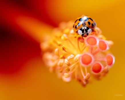 Ladybug perched on orange flower stamens with warm blurred background.