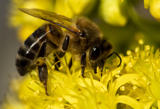 Two honeybees with pollen baskets on yellow flower stamens, shot with shallow depth of field.