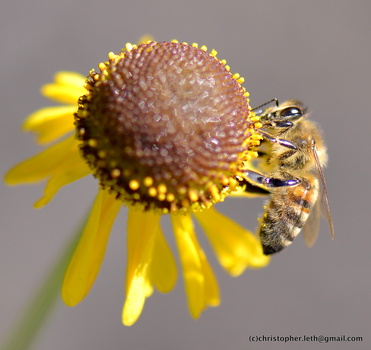 Honey bee collecting pollen from yellow flower with brown center disk.